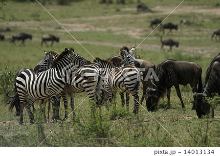 グラントシマウマ 14013134