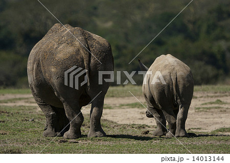 シロサイ 14013144