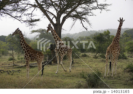 アミメキリン アミメキリン 14013165