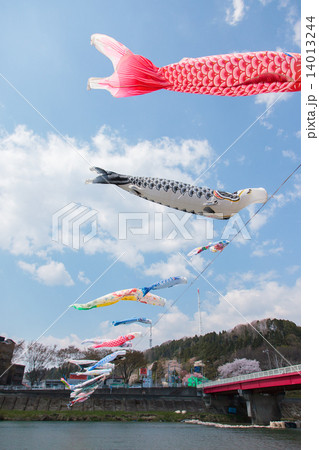 鯉のぼり002 鯉のぼり002 14013244