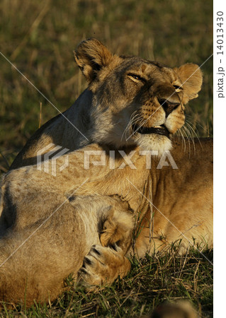 ライオン 14013430