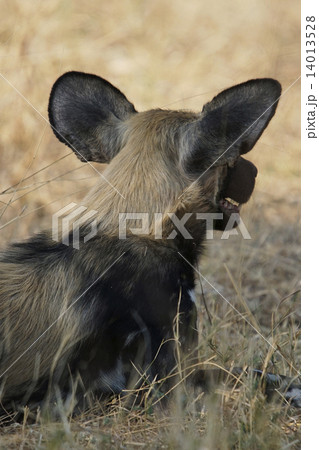 リカオン リカオン 14013528