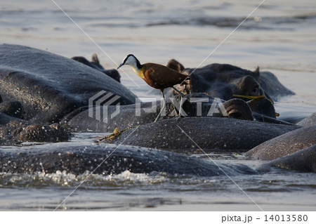 カバとアフリカレンカク カバとアフリカレンカク 14013580
