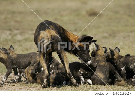 リカオン 14013627