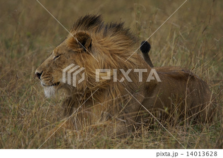 ライオン ライオン 14013628