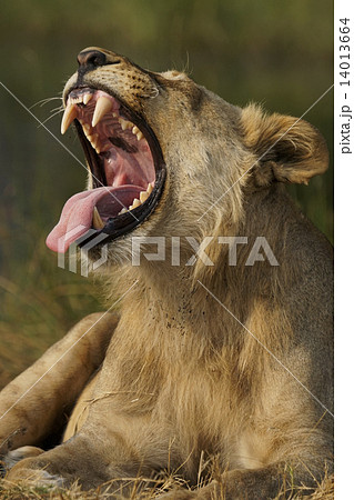 ライオン ライオン 14013664