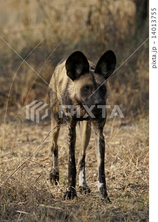リカオン リカオン 14013755
