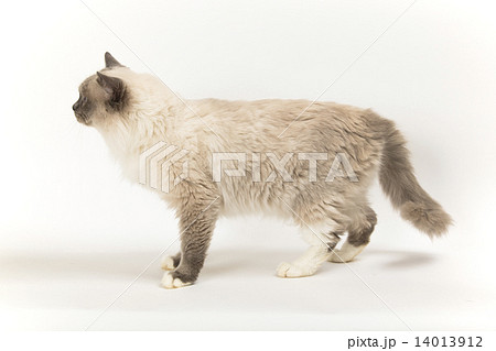 猫の横姿の写真素材 [14013912] - PIXTA