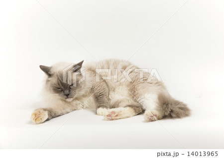 猫の寝姿 14013965