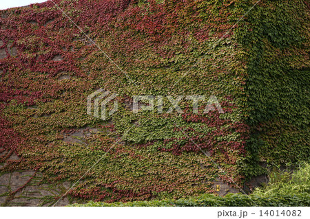 イギリス アイビー つたイメージ アイビーイメージ 緑 植物 グリーンイメージ イギリス アイビー つたイメージ アイビーイメージ 緑 植物 グリーンイメージ 14014082