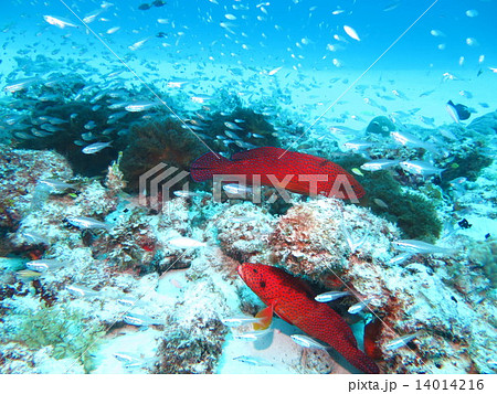 ユカタハタ ハタ 沖縄 慶良間諸島国立公園 国立公園 海 水中 海中 赤い魚 東シナ海 座間味 の写真素材