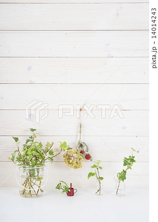 白い壁 植物 ドライフラワーの写真素材
