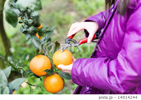 Child on Orange Farm 14014244
