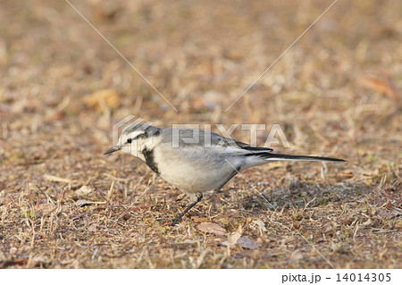 ハクセキレイ 14014305