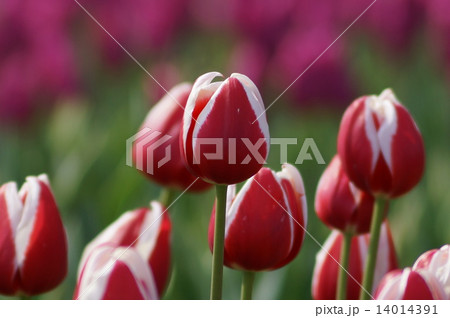 チューリップ　フルハウス 14014391