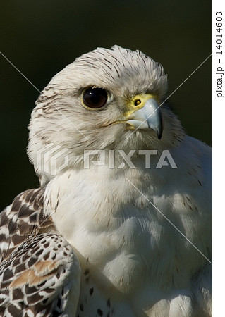 Close-up of white gyrfalcon head and breast 14014603