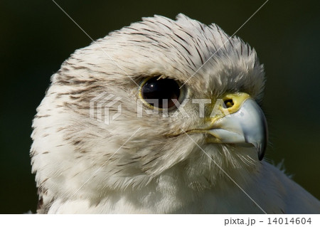 Close-up of white gyrfalcon head in profile Close-up of white gyrfalcon head in profile 14014604