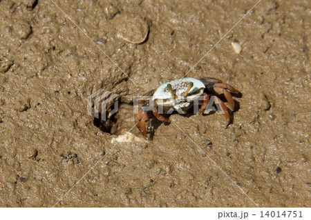 Crab emerging from hole on muddy shore Crab emerging from hole on muddy shore 14014751