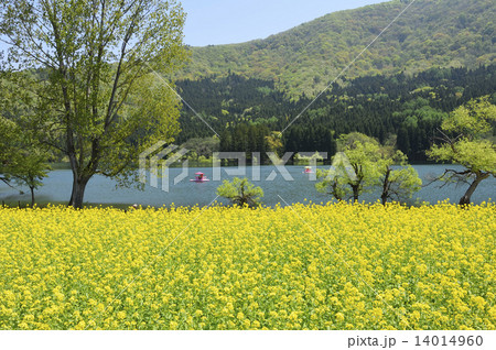 菜の花 14014960