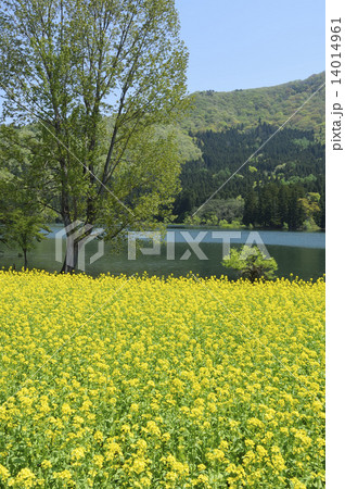 菜の花 14014961