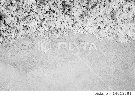 Texture of spike moss and cement floor 14015291