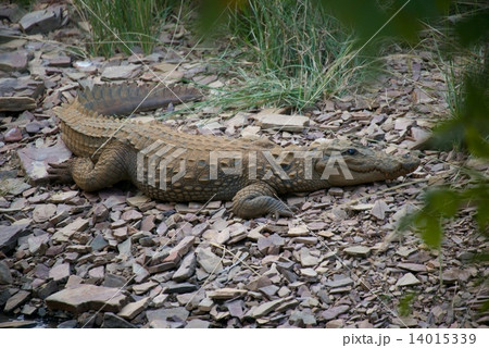 Crocodile on stony ground 14015339