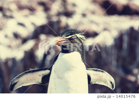 Rockhopper 14015476