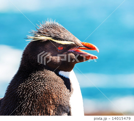 Rockhopper 14015479