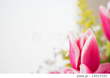 春色チューリップ 春色チューリップ 14015505