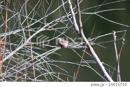ベニマシコ 14015750