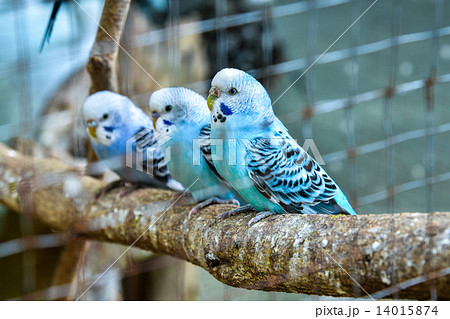Budgies 14015874