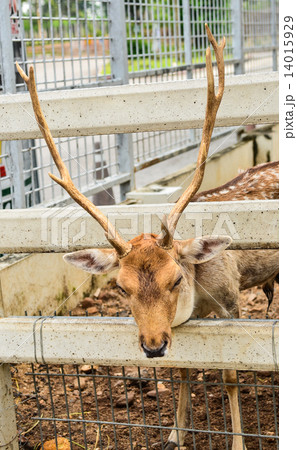 Deer Deer 14015929