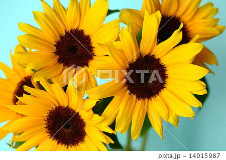初夏に咲くひまわりの花 14015987