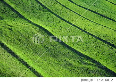 Green field background, spring theme 14016012