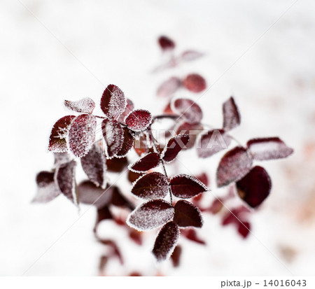 Pink leaves of the dog-rose covered with hoarfrost 14016043