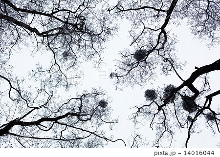 Bare trees covered with hoarfrost 14016044