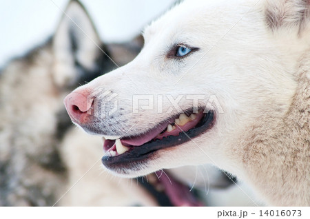 White husky 14016073