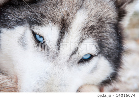 Portrait of a Siberian Husky close-up 14016074