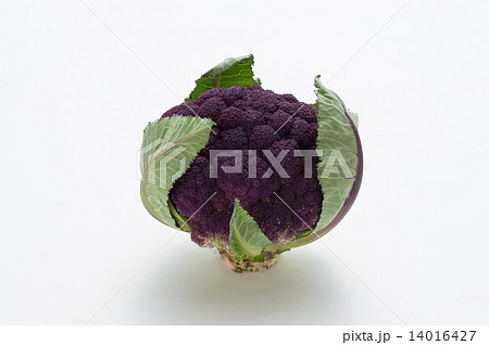 紫カリフラワー 14016427