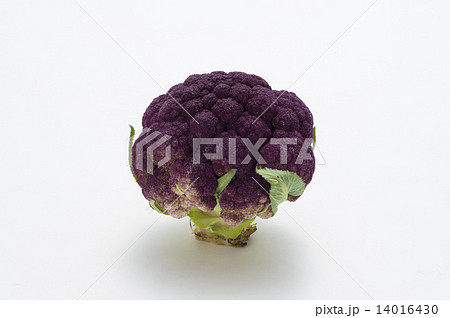 紫カリフラワー 14016430