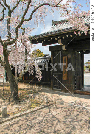 妙覚寺、大門と枝垂桜 妙覚寺、大門と枝垂桜 14016512
