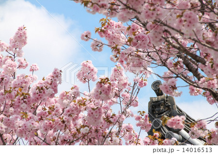 妙覚寺、大門の鬼瓦と満開の八重桜 14016513