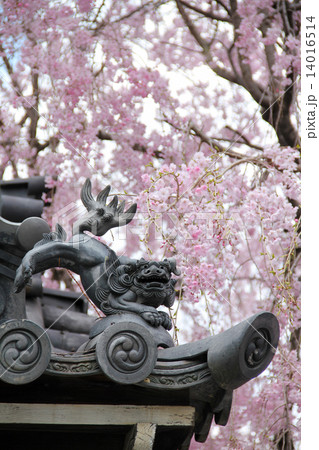 妙覚寺、狛犬瓦と満開の枝垂桜 14016514