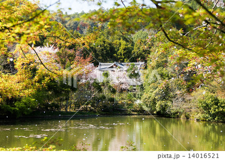 龍安寺鏡容池に桜吹雪の写真素材