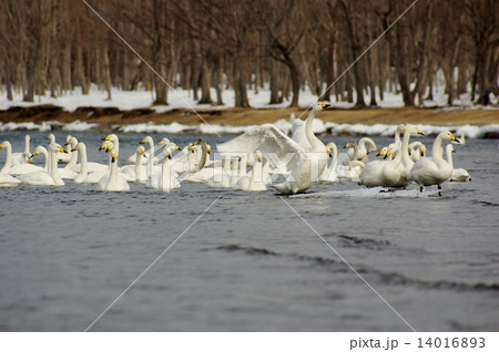 オオハクチョウの群れ 水面ではばたく白鳥 北海道屈斜路湖 オオハクチョウの群れ 水面ではばたく白鳥 北海道屈斜路湖 14016893