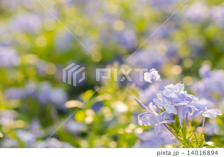 Purple flowers, beautiful natural background, spring Purple flowers, beautiful natural background, spring 14016894