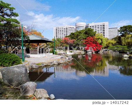 紅葉の鶴舞公園の胡蝶ヶ池から名古屋大学医学部附属病院を望む 14017242
