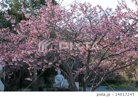 鎮国寺の緋寒桜 鎮国寺の緋寒桜 14017245