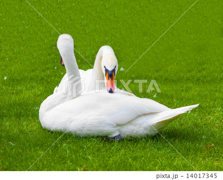 two swans in the nature of life two swans in the nature of life 14017345