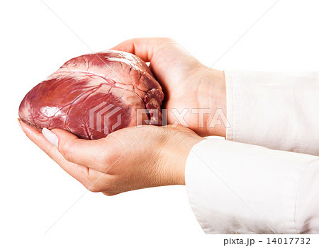 hands holding heart 14017732
